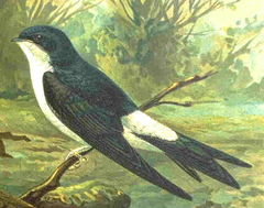  Delichon urbica  